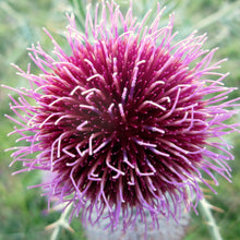 Lade das Bild in den Galerie-Viewer, Wollkopf-Kratzdistel (Cirsium eriophorum)