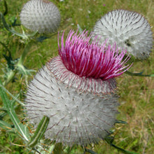 Lade das Bild in den Galerie-Viewer, Wollkopf-Kratzdistel (Cirsium eriophorum)