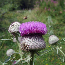 Lade das Bild in den Galerie-Viewer, Wollkopf-Kratzdistel (Cirsium eriophorum)