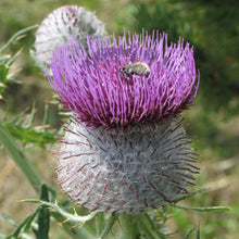 Lade das Bild in den Galerie-Viewer, Wollkopf-Kratzdistel (Cirsium eriophorum)