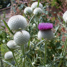 Lade das Bild in den Galerie-Viewer, Wollkopf-Kratzdistel (Cirsium eriophorum)