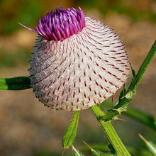 Lade das Bild in den Galerie-Viewer, Wollkopf-Kratzdistel (Cirsium eriophorum)