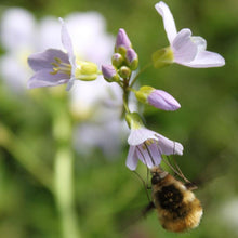 Lade das Bild in den Galerie-Viewer, Wiesen-Schaumkraut (Cardamine pratensis)