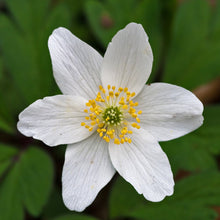 Lade das Bild in den Galerie-Viewer, Buschwindröschen (Anemone nemorosa)