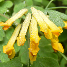 Lade das Bild in den Galerie-Viewer, Gelber Lerchensporn (Corydalis lutea)
