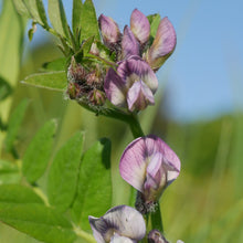 Lade das Bild in den Galerie-Viewer, Zaun-Wicke (Vicia sepium)
