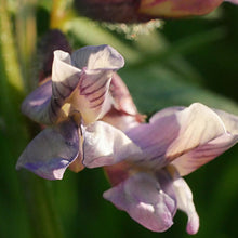 Lade das Bild in den Galerie-Viewer, Zaun-Wicke (Vicia sepium)