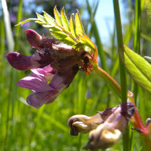 Lade das Bild in den Galerie-Viewer, Zaun-Wicke (Vicia sepium)