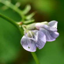 Lade das Bild in den Galerie-Viewer, Zaun-Wicke (Vicia sepium)