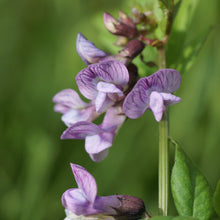 Lade das Bild in den Galerie-Viewer, Zaun-Wicke (Vicia sepium)