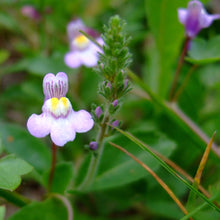 Lade das Bild in den Galerie-Viewer, Zimbelkraut (Cymbalaria muralis)