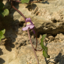 Lade das Bild in den Galerie-Viewer, Zimbelkraut (Cymbalaria muralis)