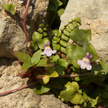 Lade das Bild in den Galerie-Viewer, Zimbelkraut (Cymbalaria muralis)