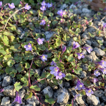 Lade das Bild in den Galerie-Viewer, Zimbelkraut (Cymbalaria muralis)