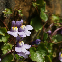Lade das Bild in den Galerie-Viewer, Zimbelkraut (Cymbalaria muralis)