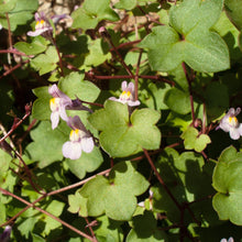 Lade das Bild in den Galerie-Viewer, Zimbelkraut (Cymbalaria muralis)