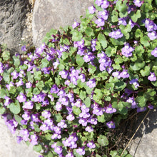 Lade das Bild in den Galerie-Viewer, Zimbelkraut (Cymbalaria muralis)