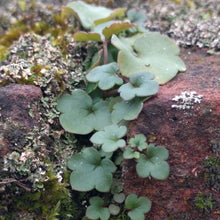 Lade das Bild in den Galerie-Viewer, Zimbelkraut (Cymbalaria muralis)