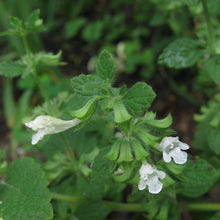 Lade das Bild in den Galerie-Viewer, Zitronen-Melisse (Melissa officinalis)