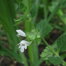 Lade das Bild in den Galerie-Viewer, Zitronen-Melisse (Melissa officinalis)