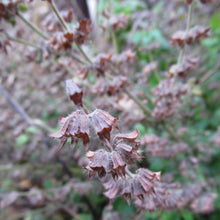 Lade das Bild in den Galerie-Viewer, Zitronen-Melisse (Melissa officinalis)