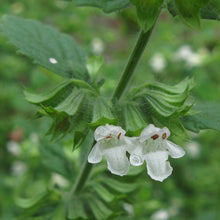Lade das Bild in den Galerie-Viewer, Zitronen-Melisse (Melissa officinalis)