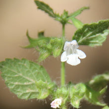 Lade das Bild in den Galerie-Viewer, Zitronen-Melisse (Melissa officinalis)