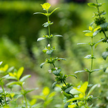 Lade das Bild in den Galerie-Viewer, Zitronen-Melisse (Melissa officinalis)