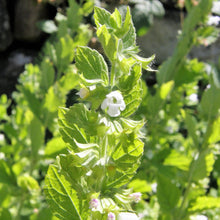 Lade das Bild in den Galerie-Viewer, Zitronen-Melisse (Melissa officinalis)