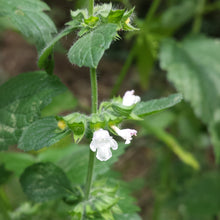Lade das Bild in den Galerie-Viewer, Zitronen-Melisse (Melissa officinalis)