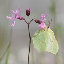 Lade das Bild in den Galerie-Viewer, Kuckucks-Lichtnelke (Silene flos-cuculi)