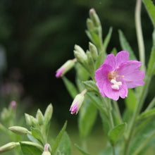 Lade das Bild in den Galerie-Viewer, Zottiges Weidenröschen (Epilobium hirsutum)