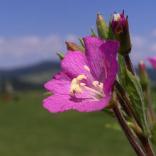 Lade das Bild in den Galerie-Viewer, Zottiges Weidenröschen (Epilobium hirsutum)
