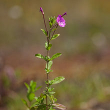 Lade das Bild in den Galerie-Viewer, Zottiges Weidenröschen (Epilobium hirsutum)