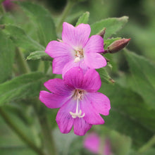 Lade das Bild in den Galerie-Viewer, Zottiges Weidenröschen (Epilobium hirsutum)
