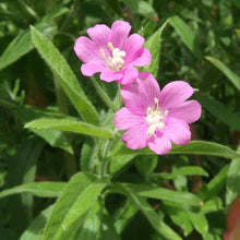 Lade das Bild in den Galerie-Viewer, Zottiges Weidenröschen (Epilobium hirsutum)
