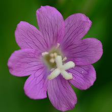 Lade das Bild in den Galerie-Viewer, Zottiges Weidenröschen (Epilobium hirsutum)
