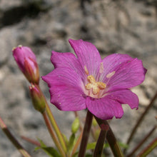 Lade das Bild in den Galerie-Viewer, Zottiges Weidenröschen (Epilobium hirsutum)