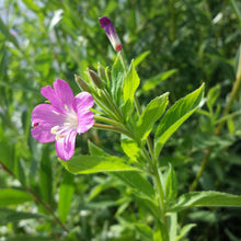 Lade das Bild in den Galerie-Viewer, Zottiges Weidenröschen (Epilobium hirsutum)