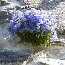 Lade das Bild in den Galerie-Viewer, Zwerg-Glockenblume (Campanula cochleariifolia)