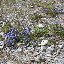 Lade das Bild in den Galerie-Viewer, Zwerg-Glockenblume (Campanula cochleariifolia)