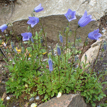 Lade das Bild in den Galerie-Viewer, Zwerg-Glockenblume (Campanula cochleariifolia)
