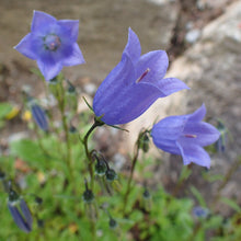 Lade das Bild in den Galerie-Viewer, Zwerg-Glockenblume (Campanula cochleariifolia)