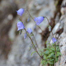 Lade das Bild in den Galerie-Viewer, Zwerg-Glockenblume (Campanula cochleariifolia)