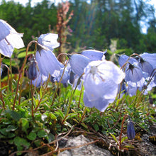 Lade das Bild in den Galerie-Viewer, Zwerg-Glockenblume (Campanula cochleariifolia)