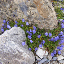 Lade das Bild in den Galerie-Viewer, Zwerg-Glockenblume (Campanula cochleariifolia)