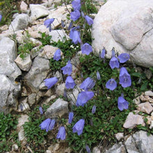 Lade das Bild in den Galerie-Viewer, Zwerg-Glockenblume (Campanula cochleariifolia)