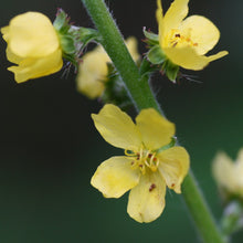 Lade das Bild in den Galerie-Viewer, Kleiner Odermennig (Agrimonia eupatoria)