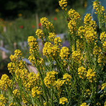Lade das Bild in den Galerie-Viewer, Barbarakraut (Barbarea vulgaris)