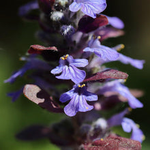 Lade das Bild in den Galerie-Viewer, Kriechender Günsel (Ajuga reptans)